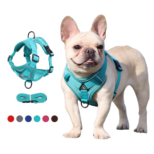 JOYPAWS Easy Walk Hundegeschirr und Leine, Samll Hundegeschirr zum Einsteigen, verbesserter dreieckiger stabiler Ring, 2 Leinenclips, kein Ziehen, Haustierzubehör für Outdoor-Walking-Training, Grün, von JOYPAWS