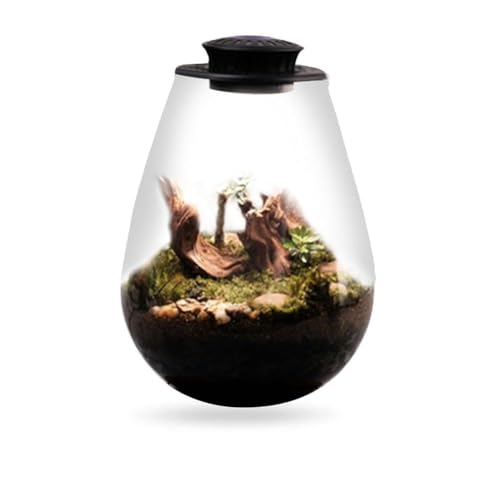 JUCHRZEY Tisch-Pflanzenterrarium aus Glas mit Wachstumslicht, Sukkulenten-Moos-Landschaft, Glasterrarium, Kreativität, Dew-Kollektion, Glasvase for Zuhause, Garten, Büro, Tischdekoration von JUCHRZEY