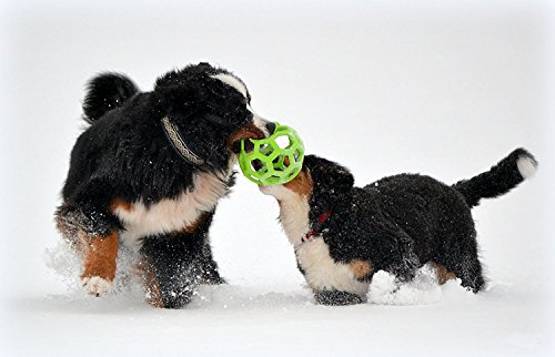 jw Pet Hol-ee Roller Hundespielzeug aus Gummi, Größe 20,3 cm, Größe Jumbo von JW