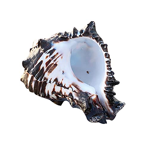 Jiqoe Große natürliche Muscheln, Muscheln, 7,6 - 10,2 cm, Muscheln für Hochzeit, Strand, Mottoparty, Heimdekoration Jiqoe Große natürliche Muscheln, Muscheln, 7,6 - 10,2 cm, Muscheln für Hochzeit, Strand, Mottoparty, Heimdekoration von Jiqoe