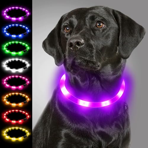 Joytale Leuchthalsband Hund, Led Hundehalsband USB Aufladbar für Große Mittel Kleine Hunde und Welpe, Hundehalsband Leuchtend mit Leucht für Sicherheit, Lila von Joytale