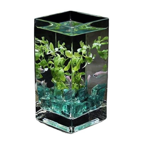 KKXXYQFC Aquarium, quadratisch, hohes durchscheinendes Glas, mit Deckel, tropisches Aquarium, Hydrokulturvase, Blumengefäß, Desktop, kleines Aquarium, Aquarium (12 x 12 x 25 cm) von KKXXYQFC