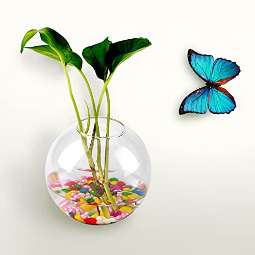 Glass Vase Hanging Hydroponic Aquarium Container Home Decor for Office and House (Half Round) von KOSDFOGE