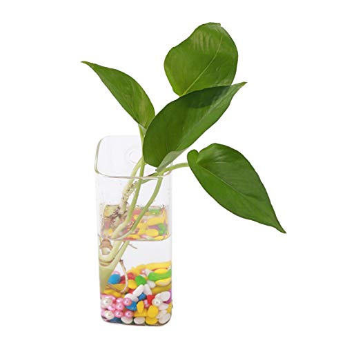 Glass Vase Hanging Hydroponic Aquarium Container Home Decor for Office and House (Long Tube Shape) von KOSDFOGE