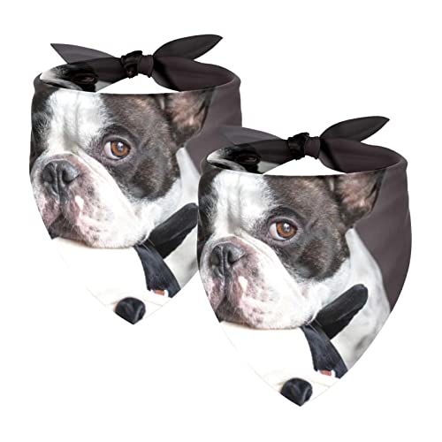 Passendes Bandana für Haustier und Besitzer, 2er-Pack, hochwertiger, transparenter Chiffon-Stoff, verstellbare Passform, kühlend,Französische Bulldogge Tier reizendes Haustier von KQNZT