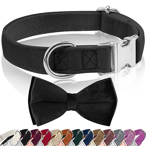 Hundehalsband Samtige, mit Hunde Fliege Abnehmbarer Hundehalsband, Personalisiert Hunde Halsband, verstellbares Halsband Hund, für Hunde Kleine Mittel große Hunde (XL, eisenhaltig) von KTWSUEF