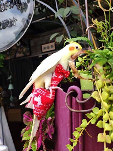 KUSO Weihnachtliche Papageien-Windel / Vogelkleidung, Geschenk für Vögel-Liebhaber, wiederverwendbare waschbare Windeln, Wellensittiche, Sittiche, Nymphensittiche, Kakadus, afrikanische Aras, Größe XL von KUSO