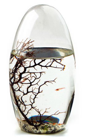 KaRo Products ECOSPHERE Ei 13CM - Black LINE - Glas Terrarium für Garnelen von KaRo Products