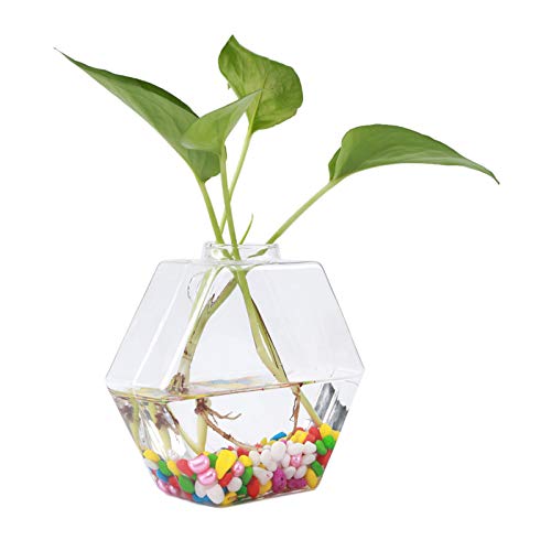 Hängende Pflanzen Blumen Glasvase Wand Hydrokultur Aquarium Behälter Klare Pflanzen Vase Home Decor (Hex) von Kelepu