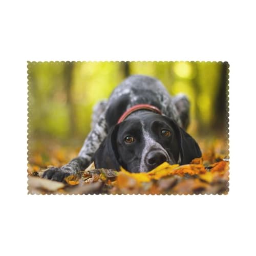 Deutsch Kurzhaar Herbst Haustiere Hunde, 6er Set Tischsets Waschbar Platzsets für Esstisch Hitzebeständig Tablettmatten 30x45cm von KemEng