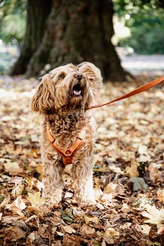 Geschirr für aktive Hunde Kentucky Velvet von Kentucky Dogwear