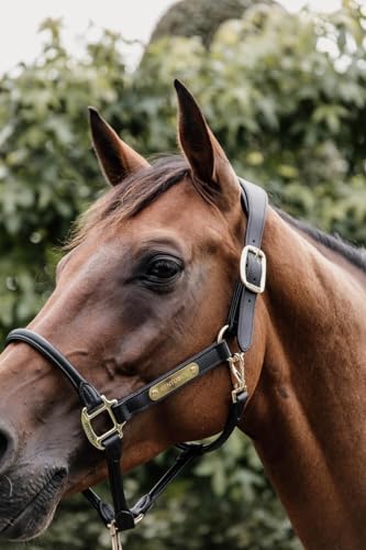 Kentucky - Anatomisch Leder Halfter Genickstück schwarz von Kentucky