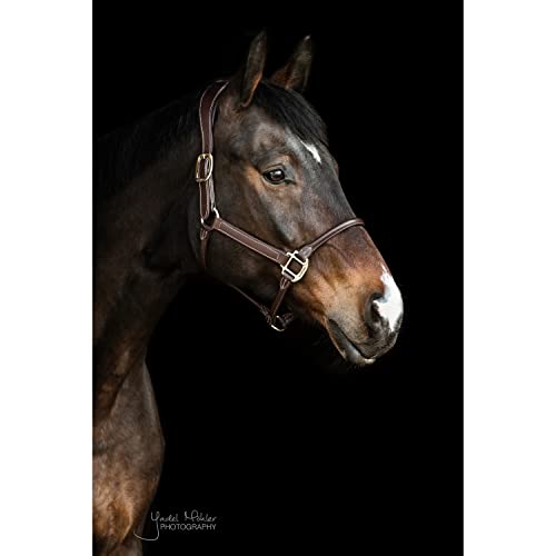 Kentucky Halfter aus anatomischem Leder von Kentucky