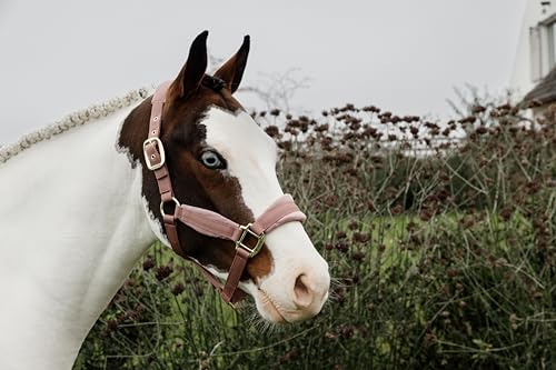 Kentucky - Halfter Pony - Alte Rose - Samt von Kentucky