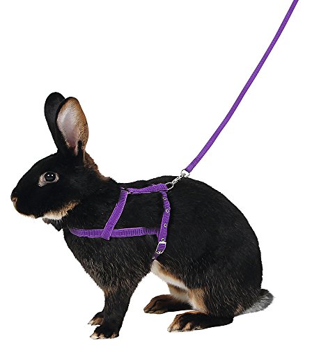 Kerbl Pet 81760 Schultergeschirr Agility mit Leine, 2 m, M, lila von Kerbl Pet