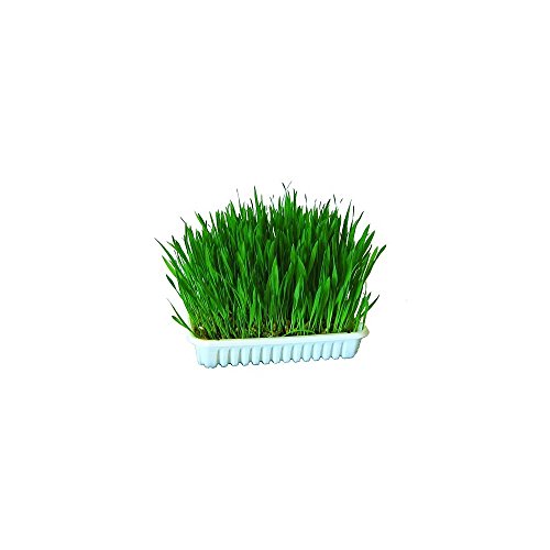 Kerbl Pet 83198 Katzengras 100 g von Kerbl Pet