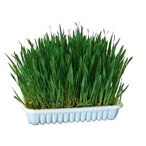 KERBL Nagergras (Tiergras mit 100 g, 20 x 14,6 x 3,5 cm Futtergras, Grünfutter) 83199 von Kerbl Pet