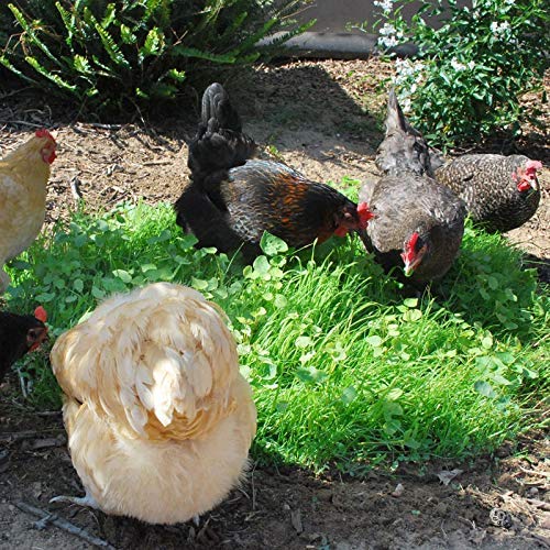 1 Ounce Chicken Forage Crop Seeds (for Healthy Hens & Eggs Fodder): Only seeds von Ketsicart