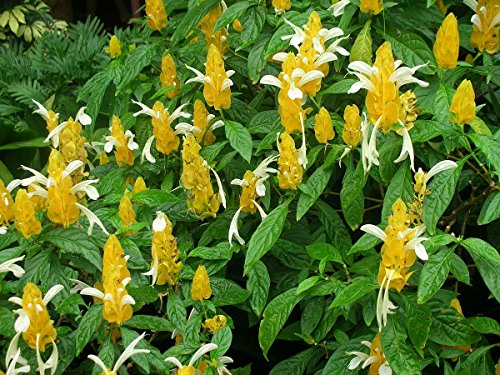 20 Semi Pachystachys Lutea lecca-lecca Golden Shrimp Fiore suble giardino di casa: Only seeds von Ketsicart