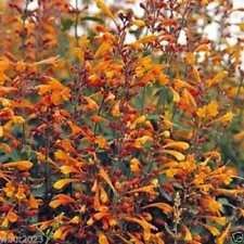 25 Agastache Semi aurantiaca, tango, Hummingbird Menta, rustiche di zona 5 von Ketsicart