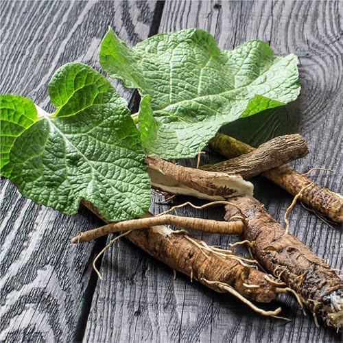 30 Graines de Grande bardane, Gobō ゴボウ Arctium lappa edible burdock seeds:Seeds von Ketsicart