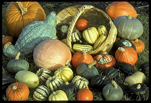 Keimfutter: 40+ Seeds: Squash Seed: Winter Squash Mischung Frische Samen-freies Verschiffen von Ketsicart