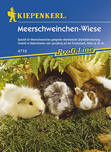 Meerschweinchenwiese, Speziell für Meerschweinchen geeignete Vitaminreiche Grünfuttermischung, Geeignet im Balkonkasten oder ganzjährig auf der Fensterbank von Kiepenkerl - Rasen