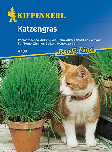 Kiepenkerl 4700 Katzengras (Inhalt: 30 gr), diese Mischung findet bei Katzen eine besonders hohe Akzeptanz, auch für Meerscheinchen und Ziervögel geeignet von Kiepenkerl