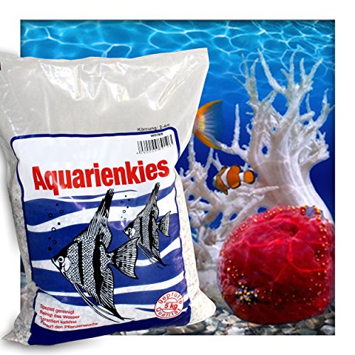 Kieskönig Aquariensand Aquariumsand Bodengrund 2-4 mm Aquarienkies hochrein Naturweiss 5 kg (1 x 5 kg Sack) von Kieskönig