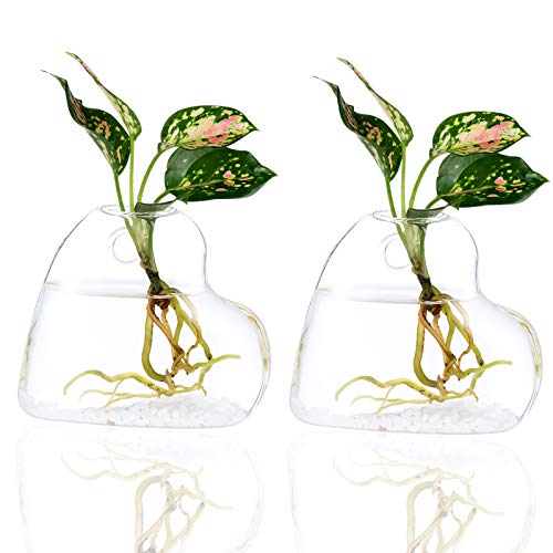 Kingbuy 2 Stück Wandpflanzen-Terrarien aus Glas zum Aufhängen, Herzform, Luftpflanzenhalter, Innenbereich, Zuhause, Büro, Wohnzimmer, Dekoration, Vase, Sukkulenten-Behälter von Kingbuy