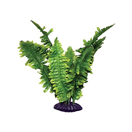 Komodo Boston Fern - 25 cm von Komodo