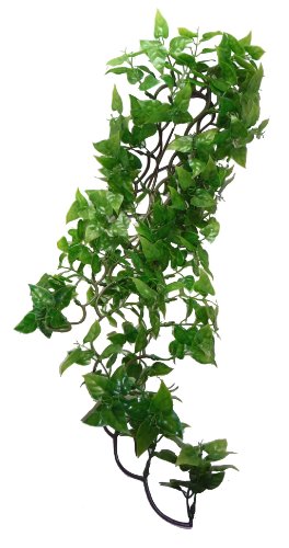 Komodo Split Philodendron Pflanze, 60 cm von Komodo