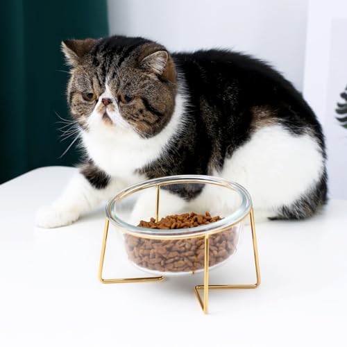 Komost Katzenfutternäpfe erhöht mit Ständer, erhöhte, geneigte Katzennäpfe für Indoor-Katzen, Glas-Haustierfutternäpfe Schnurrhaar-freundlich, Anti-Erbrechen für flache Katzen, kleine Hunde, 765 ml von Komost