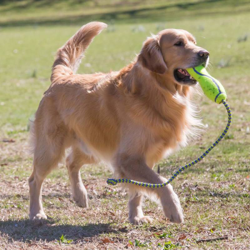 KONG Air Fetch Stick - L von Kong