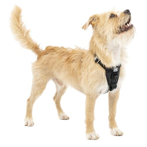 Kurgo TRU-Fit Leine, Halsband Hund, No Pull Hundegeschirr, Frontclipfunktion für Training & Hundegurt fürs Auto, Hunde Zubehör. Größe: X-Small (sehr klein) von Kurgo