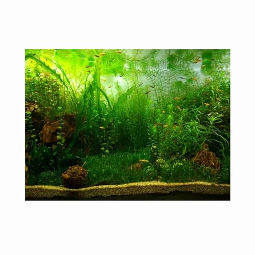 Kuuleyn Aquarienfische, Tank-Hintergrundposter, Wassergras-Stil, Aquarium-Hintergrundposter, PVC-Kleber, Dekorpapier, Stil wie echt (61 * 41) von Kuuleyn