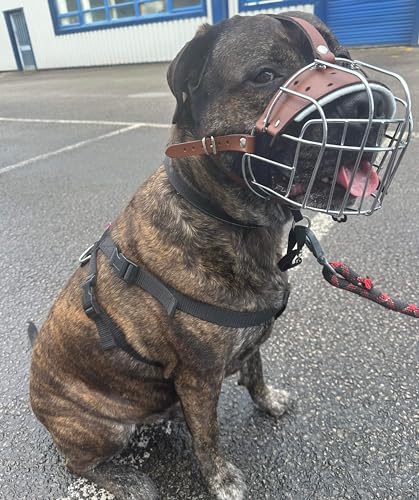 Hundemaulkorb für American Bully (BA, braunes Leder/Silber) von L&J Pets UK