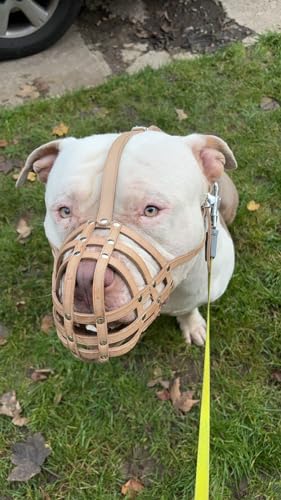 Maulkorb aus echtem Leder für American Bully, Bully XL und andere ähnliche Schnauzen (Naturleder, AB2) von L&J Pets Uk