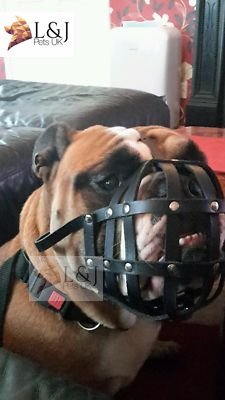 Maulkorb aus leichtem Leder für Englische Bulldoggen und andere kurzschnauzige Rassen von L&J Pets Uk