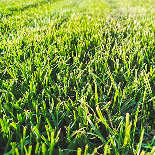 LIVESTN Grünes Gras, grünes Gras nach Regen, Naturgras von LIVESTN