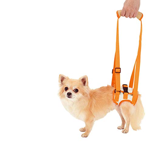 LVYONG Hilfsgurt Für Ältere Hunde-Orange_M Taillenumfang 35~45Cm Gehhilfe Für Hunde (Hinten) Tragegurt Hundtragehilfe Tragehilfe Für Hunde Tragehilfe Hund Tragehilfe Hundhunde Tragehilfe Gehhilfe Für von LVYONG