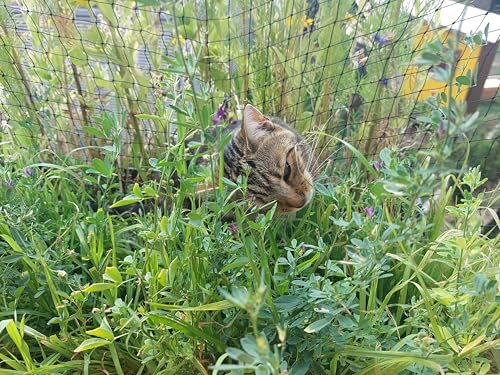 Katzengrasmischung – Natürliche & gesunde Gräser für Katzen | Unterstützt die Verdauung & bietet Knabberspaß | Einfache Aussaat für Topf & Garten von LaCaTho