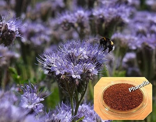 LanDixx Phacelia 2 kg Bienenweide Saatgut Imkerpflanze von LanDixx