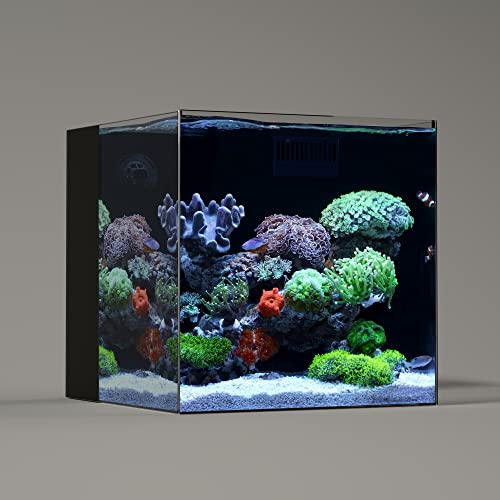 LANDEN 40C Ultra Clear Glass randloses, eisenarmes Aquarium mit hinterer Filterkammer (Rücklaufpumpe im Lieferumfang enthalten) für Salz- und Süßwasser, 40 x 40 x 40 cm, 6 mm Dicke von Landen