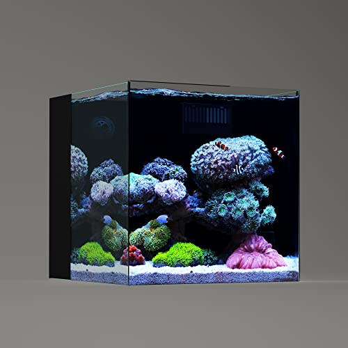 Landn 35C Aquariumtank aus Glas, randlos, eisenarm, mit Filterkammer hinten (Rücklaufpumpe im Lieferumfang enthalten), 35 x 35 x 35 cm (B x T x H), 6 mm Dicke von Landen