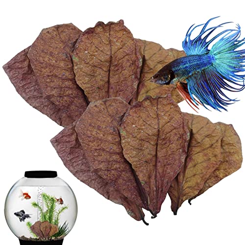 LearnLyrics Mandelblätter Betta – Aquariumblätter, Mandelblätter, Mandelblätter, Betta pH-Balance, Aquarium, natürliche Mandelblätter, Wasseraufbereiter, Schildkröten-Tank für von LearnLyrics