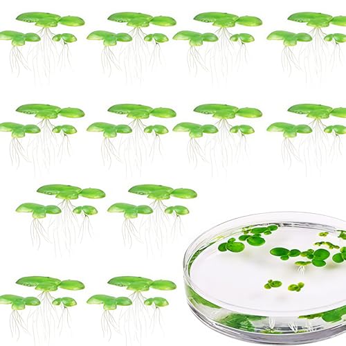 Lilinzhi 2 Pack Plastikfischtanks Schwimmende Dekorationen Schwimmende Entenweed Aquarium Zuchtdekoration Plastik Aquariumpflanze Lilinzhi 2 Pack Plastikfischtanks Schwimmende Dekorationen Schwimmende Entenweed Aquarium Zuchtdekoration Plastik Aquariumpflanze von Lilinzhi
