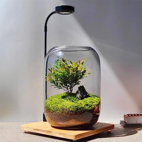 Glas Pflanzen Terrarium 16 cm x 22 cm für Sukkulenten, Luftplanzen, Farne, Moos und Mikrolandschaften. Geeignet für die Dekoration von Wohnzimmer, Garten, Büro und Tischplatte. von LingTing