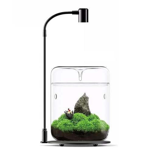 Glas Pflanzen Terrarium 12 x 17.5cm Zoll Sukkulenten Luftplanter Farn Moos Micro-Landschaft Vase für die Dekoration von Zuhause Büro Tischplatte Container mit Deckel Indoor (mit Licht) von LingTing