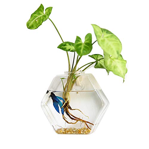 Aquarium Aquarium-Tank Fischschüssel Dekoration Wandbehang Aquatische Haustiervorräte for Betta Fischschaumkasten Verpackung Goldfischbecken (Color : A) von Linmeas-753